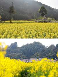 幸福古村攜帶著油菜花來啦，三月桃李還會遠嗎
