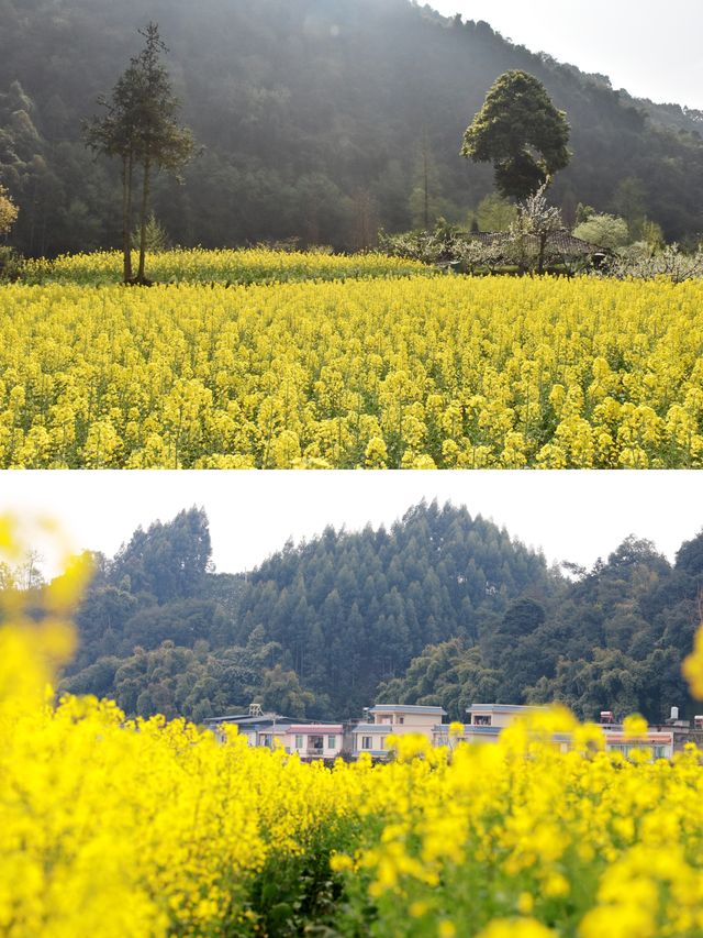 幸福古村攜帶著油菜花來啦，三月桃李還會遠嗎