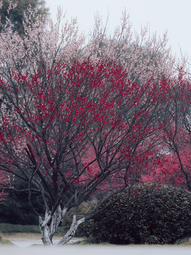 嘉興植物園|寒梅綻放|太愛那一刻的慢節奏了