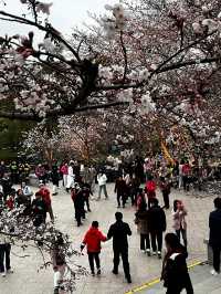無錫｜又快到了3月鼋頭渚的櫻花季