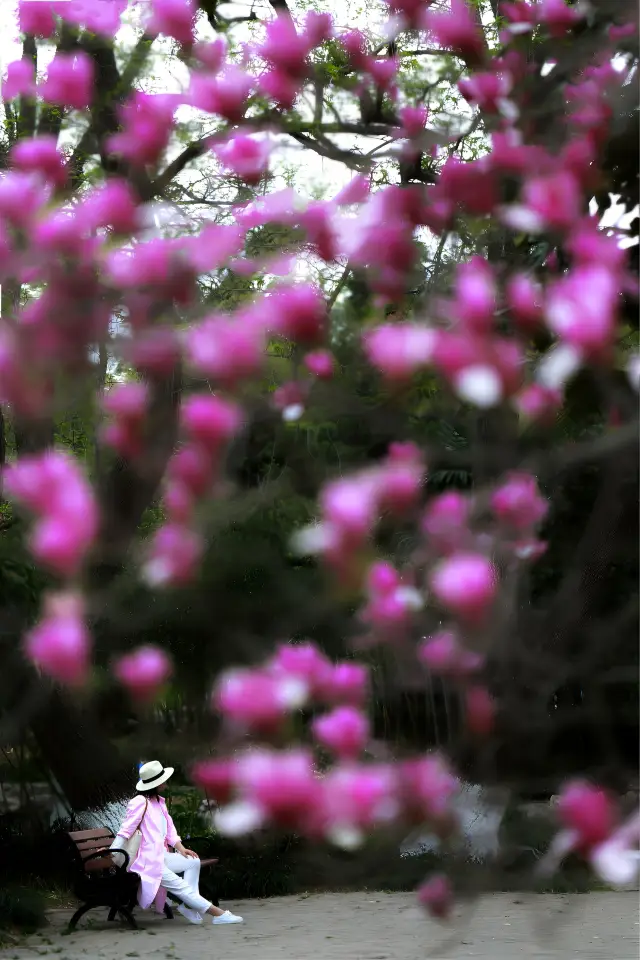 천궁에 사람들이 붐비지 마세요! 현무호의 유럽식 분홍색 목련이 정말 좋아요