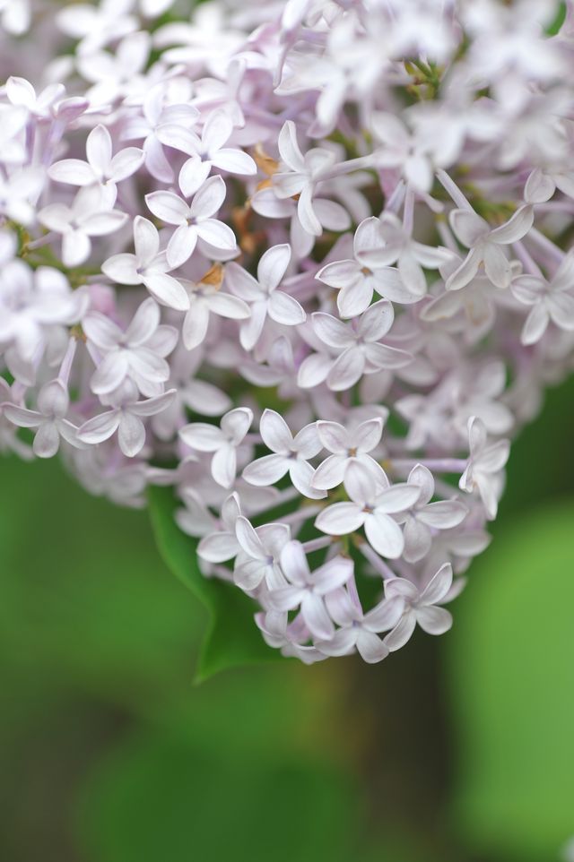 春日裡岱廟拍花賞花指南