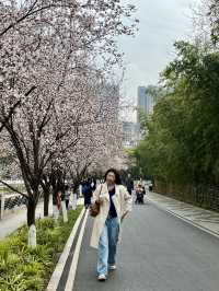 快來賞花！東湖公園的紫葉李開爆了！！