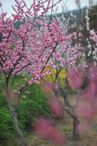 泰安環山路梅園，春日賞花好去處