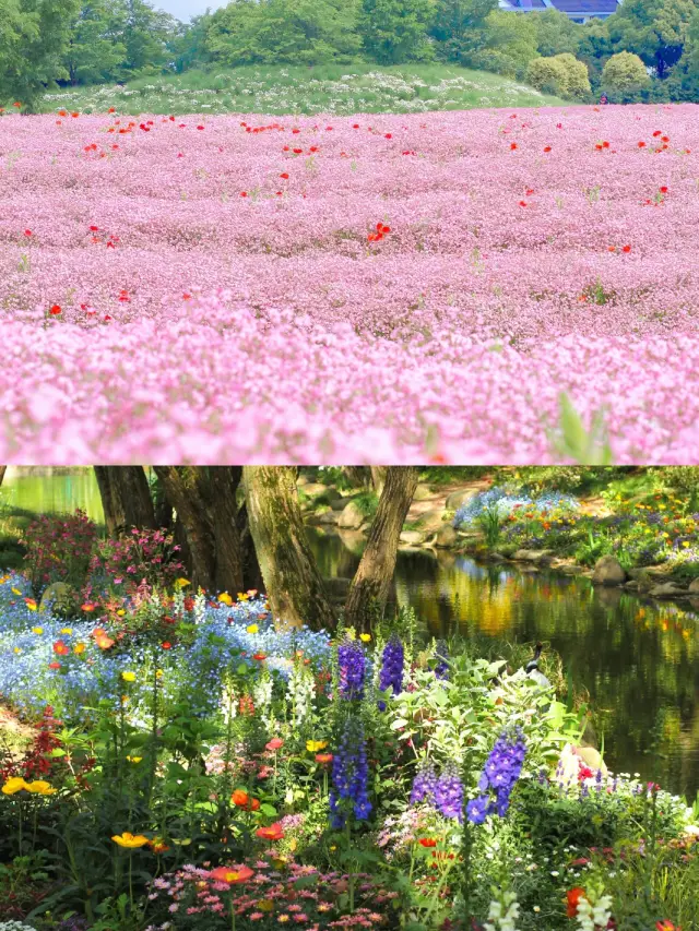 Take a quick look at Shanghai soon to become a sea of flowers, even more beautiful than the Bund