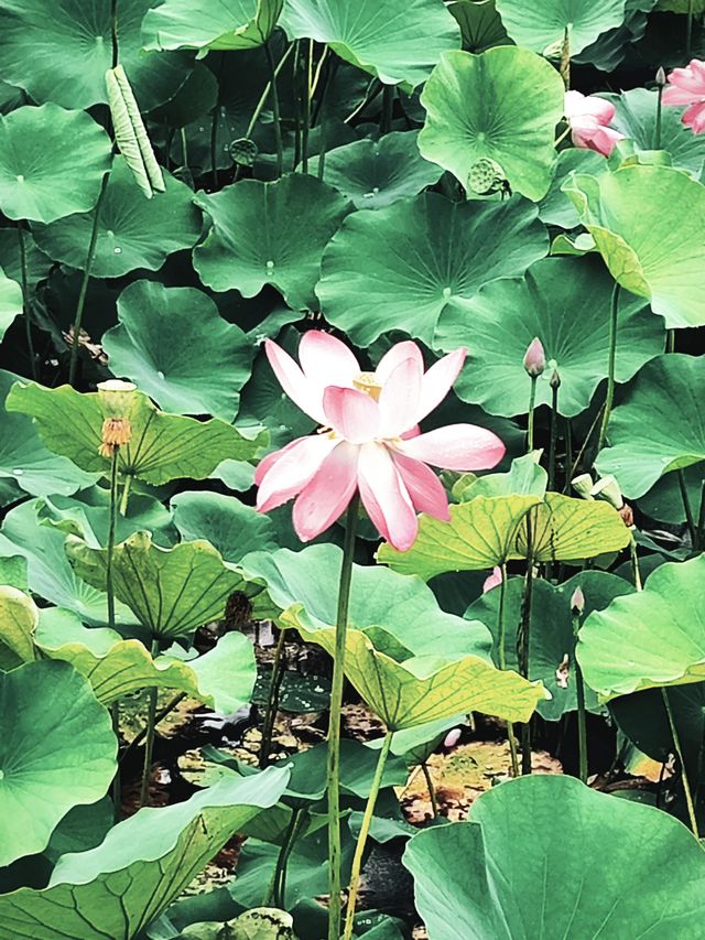 晴天適合見面，雨天適合想念——大寧公園