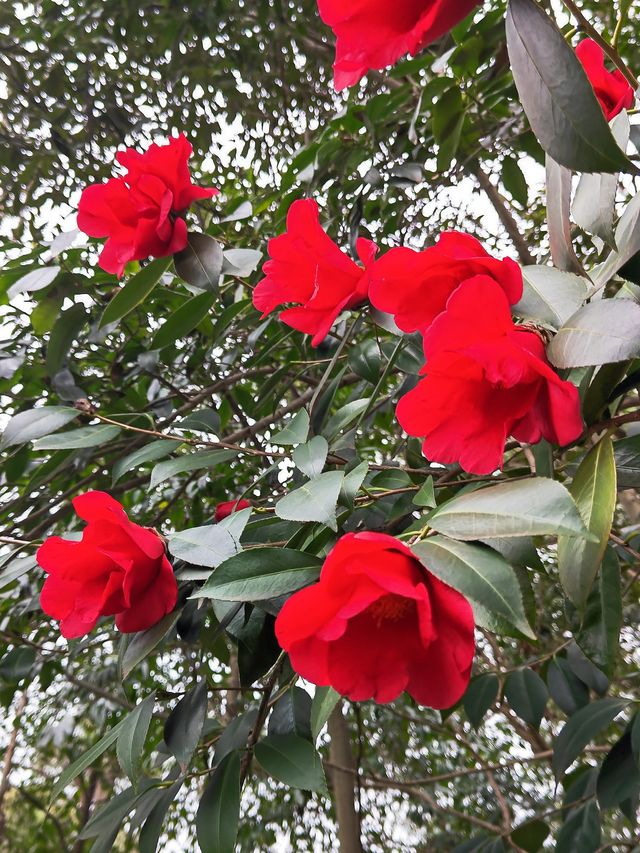 春遊松江 佘山國家森林公園挺美的！