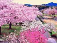 Wonders of Takarazuka Cherry Blossom