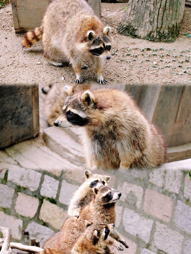 上海野生動物園：小熊貓太可愛啦日行2W步打卡