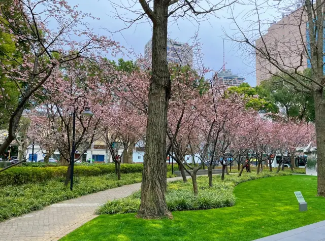 上海の桜の季節、特殊部隊のみなさんに急いでください