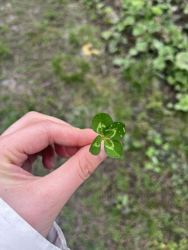 免費徒步挖野菜啦，趕緊組隊出發吧！