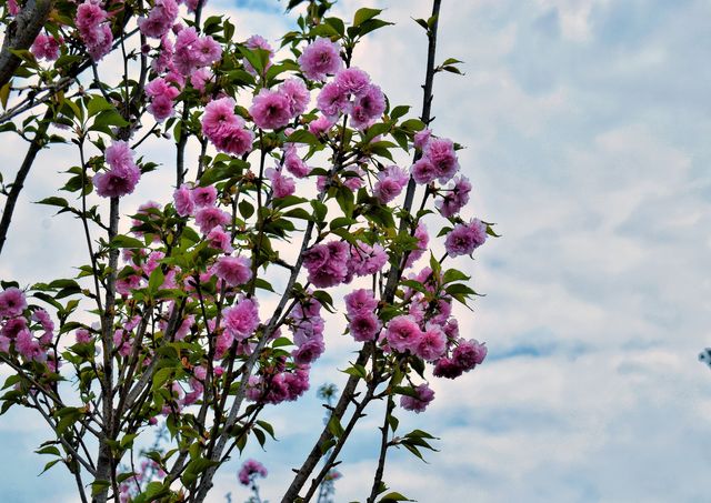 深圳粵港澳大灣區花展