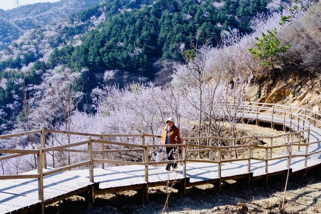 登春山！我願意稱這裡為北京春日桃花天花板