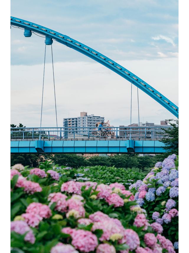 東京免費最美紫陽花觀賞地原來在這裡！