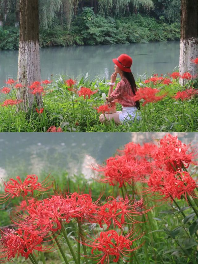 成都這裡的彼岸花太美了，巨出片，快衝~