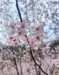 武漢清涼寨3200餘畝野櫻花競相綻放