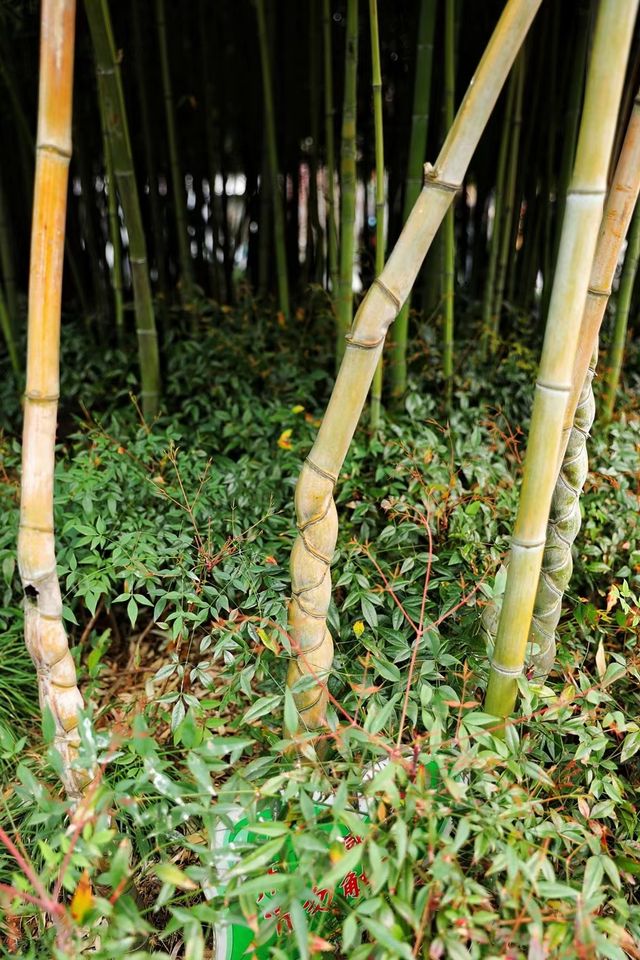 揚州個園的竹與石