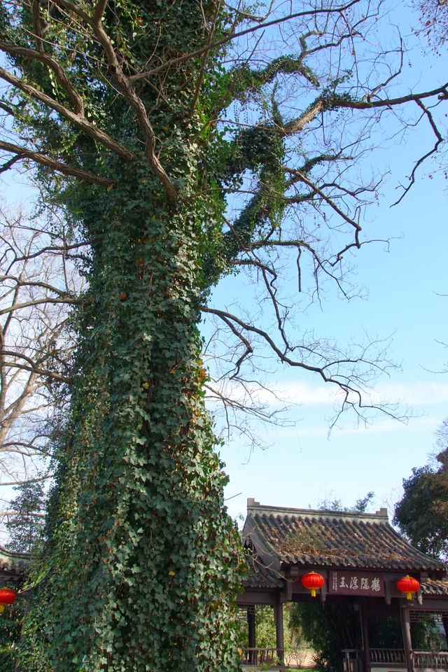 探索鎮江，揭開江南水鄉的美麗奧秘！