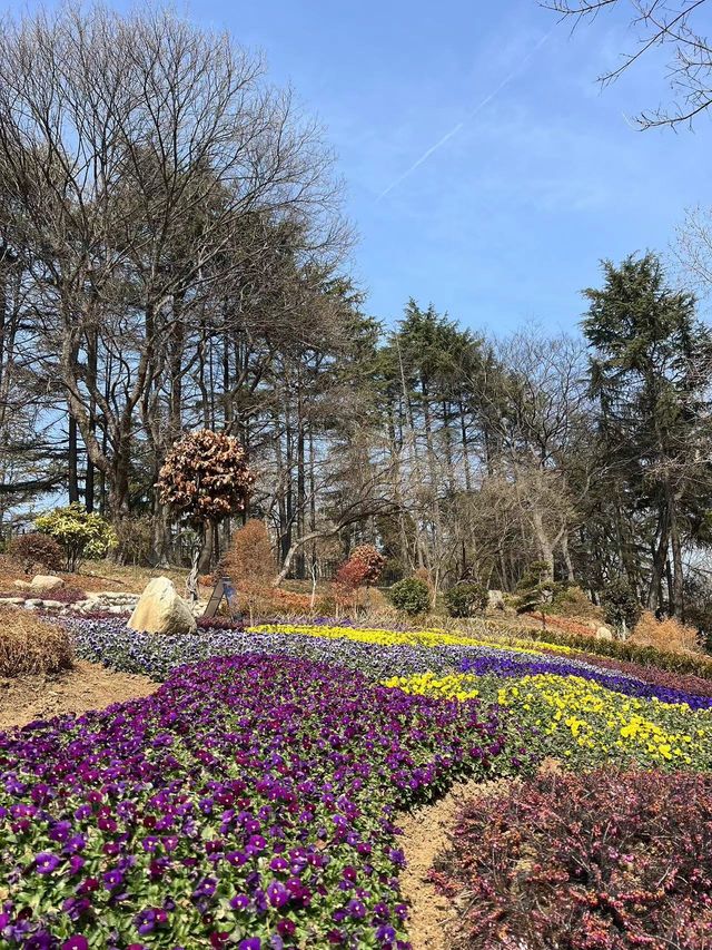 青島賞花好去處，人少景美的百花園首當其衝！