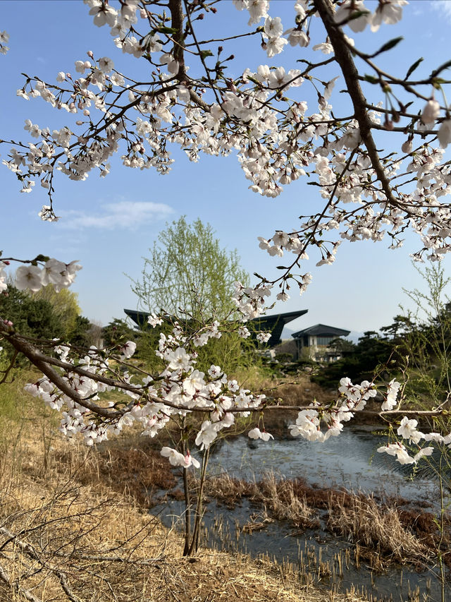 北京雁栖酒店（雁栖島）春之旅攻略