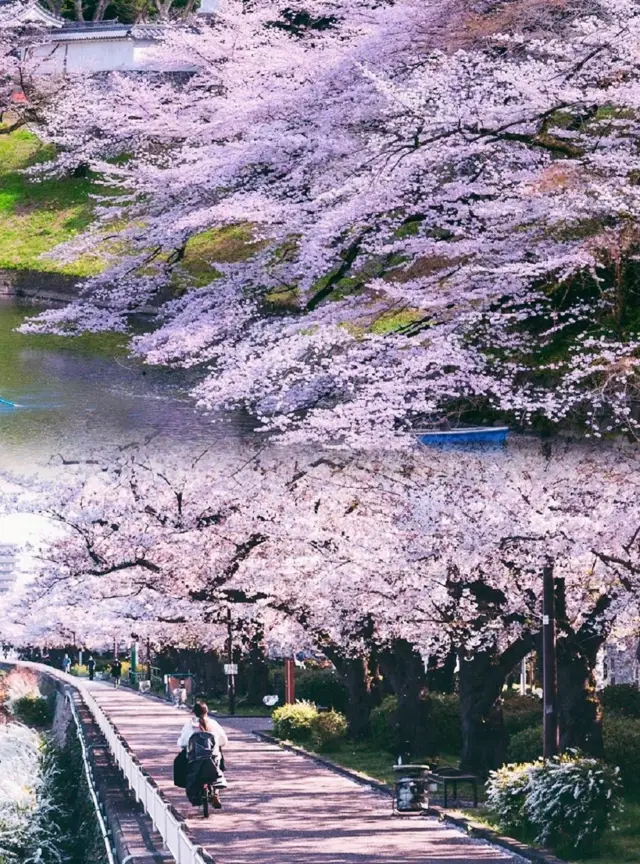 2023年日本櫻花季節即將開啟，想去東京打卡櫻花的朋友們🌸