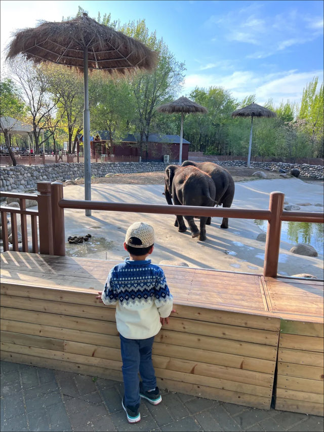 親子春日遊園記 |大興野生動物園遊玩全攻略