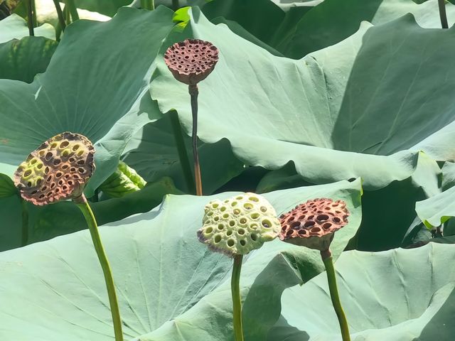 需要去杭州看荷花嗎？這裡是深圳