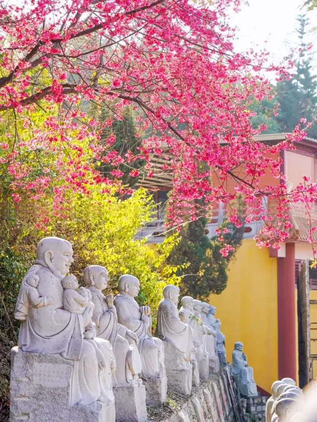 To see the pear blossoms hidden in a corner of the Shishi Zen Monastery in Xiamen are too beautiful