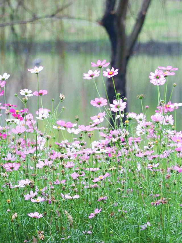 想和你分享南寧格桑花的春日來信