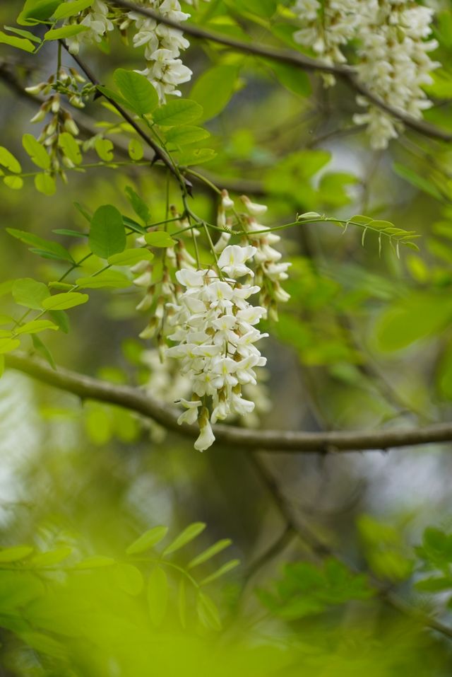 槐花幾時開槐花終於開