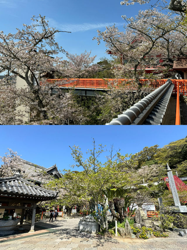 和歌山紀三井寺望海櫻花