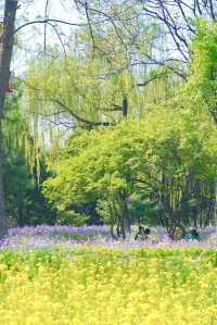 京城梨園‖大片的油菜花被美到了