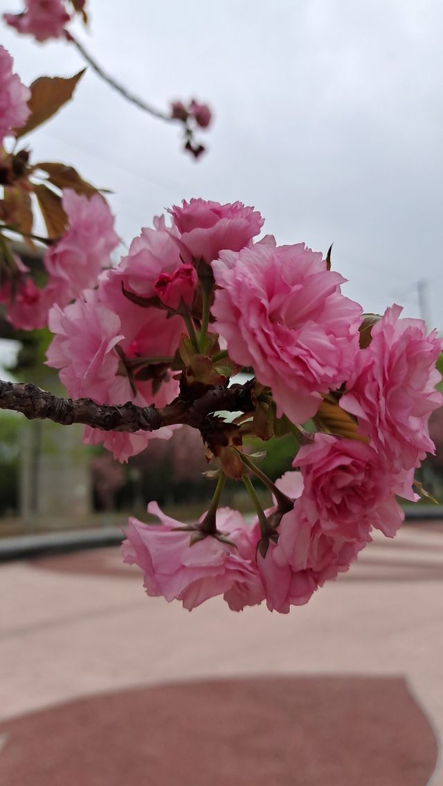 櫻花園內晚櫻盛開