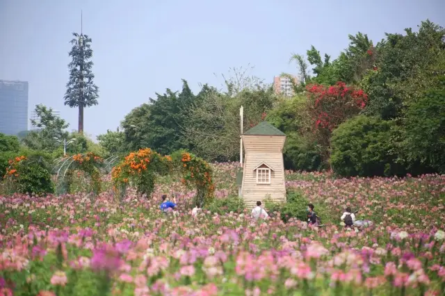 廣州踏青賞花· 周末拍照遛娃聖地，又美又出片！