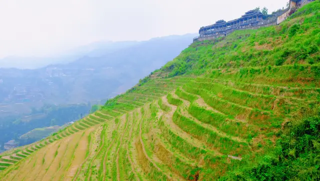 【Guangxi • Longji Rice Terraces】