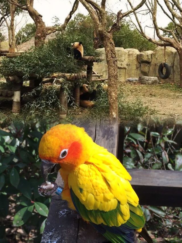 上海動物園超全攻略，你get了嗎？