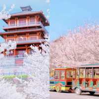 古柏渡豐樂櫻花園