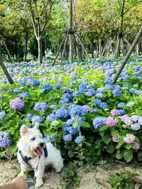 徐匯這個公園不宣傳繡球花海糊塗啊