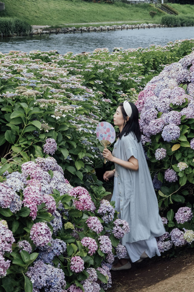東京舊中川 | 晴空塔下紫陽花開滿河岸
