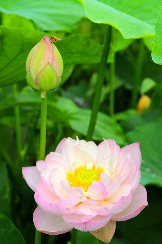 這兒的荷花「拍了拍」你，清涼一夏，「荷」你有約