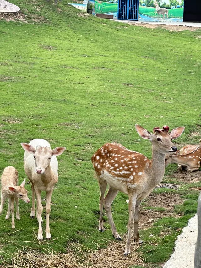 武漢小阿勒泰兼玩水露營動物園遊樂園不夜城非遺表演等超值好去處