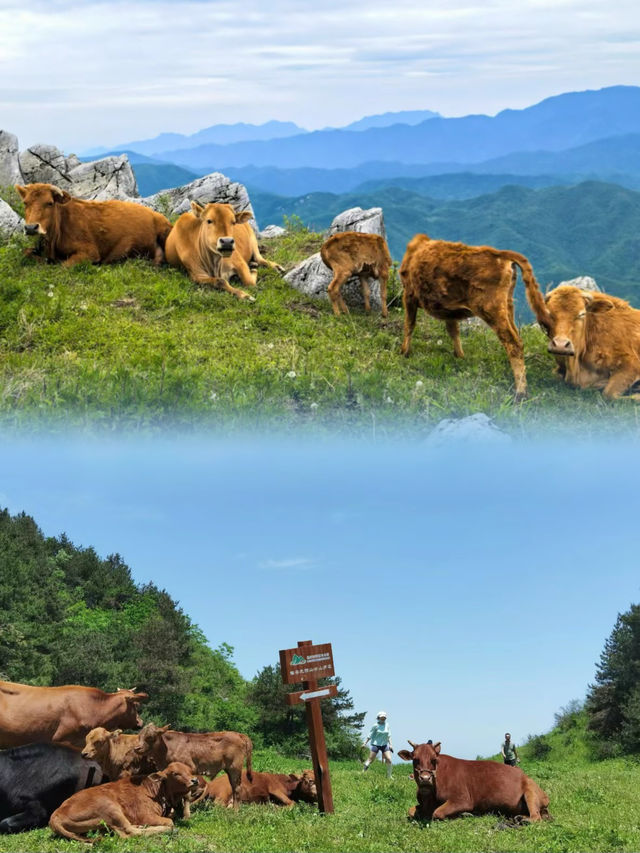 北陽山秘境之旅 西安周邊隱世仙境大揭秘！