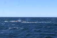 Walking with whales, how fortunate indeed👏