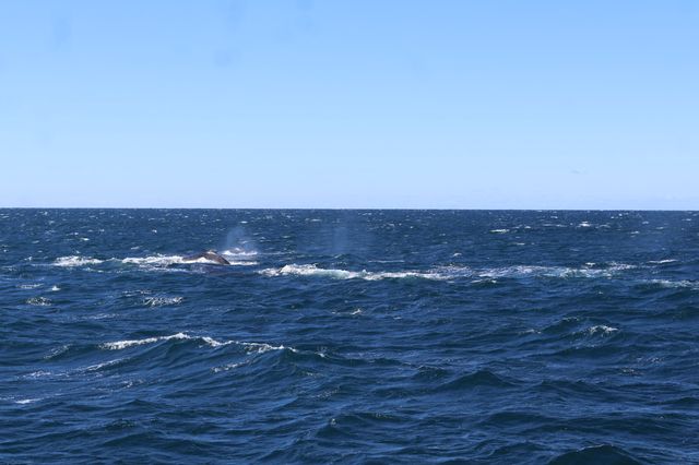 Walking with whales, how fortunate indeed👏
