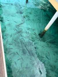 馬爾代夫｜薇拉瓦魯&浮潛勝地。