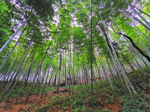 上海最奇特嘅古塔，斜度遠遠超過意大利比薩斜塔。