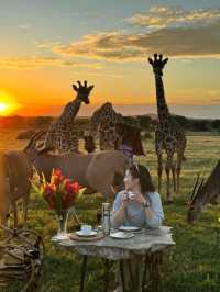 My favorite giraffe - Tanzania Safari❤️