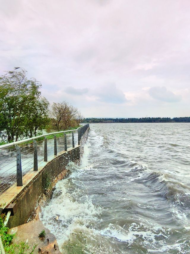 玉溪避暑之旅：星雲湖。