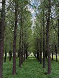 濱江森林公園的粉色夢境，秋日裡的浪漫詩篇。