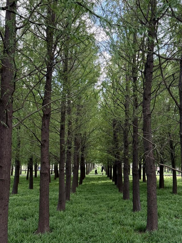 濱江森林公園的粉色夢境，秋日裡的浪漫詩篇。